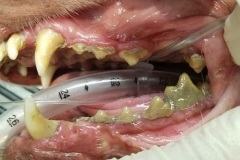 Canine Before