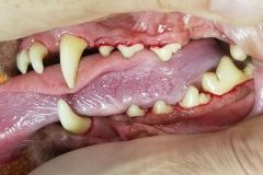 Canine After