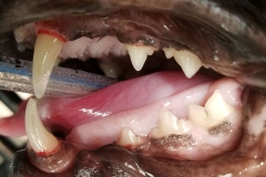 PostDental Feline