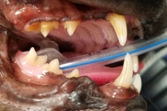 PreDental Feline