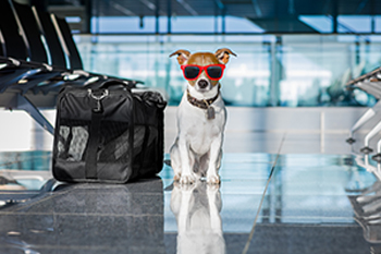 Animal Travel Health Certificates