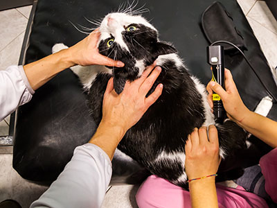 Laser Therapy being administered to a cat with arthrosis pain